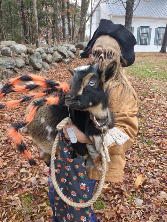 Goat dressed as a spider